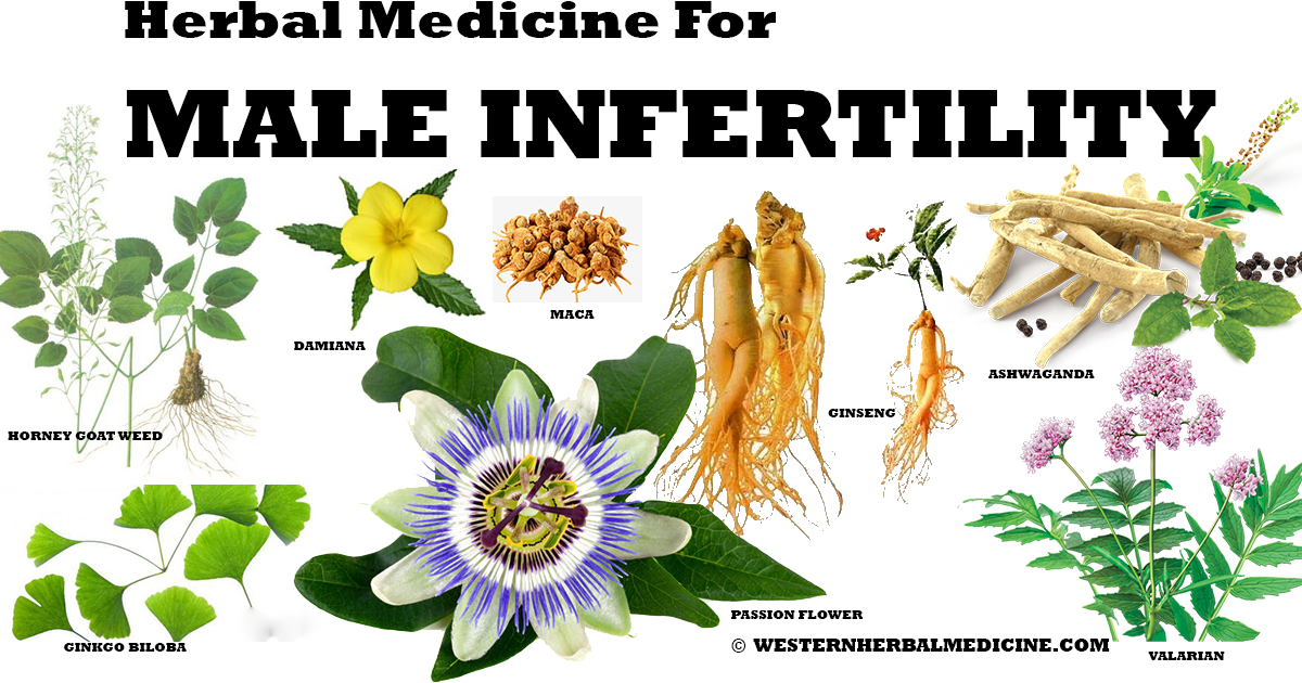The following are herbal medicines I use to treat male infertility which are invaluable tools for men to use in our current day epidemic of infertility.